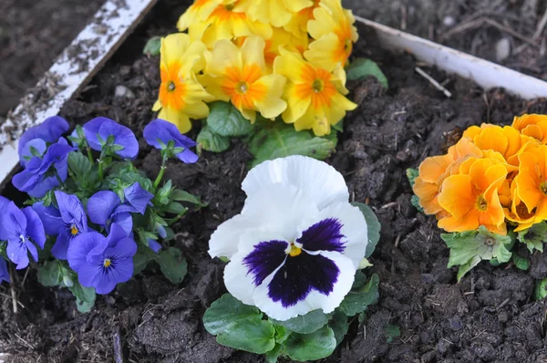 violet and yellow primroses aka Primula vulgaris flower