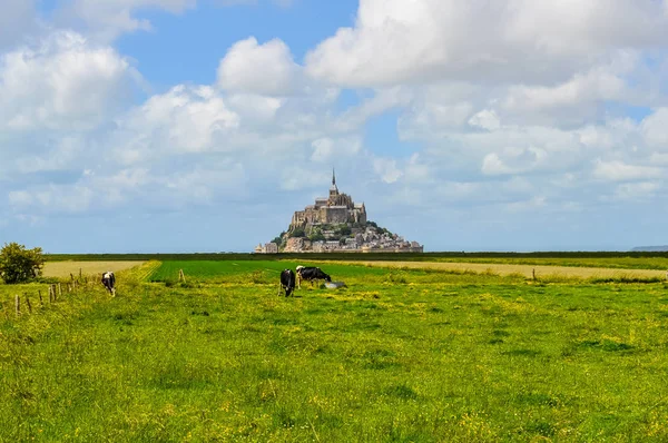 Alta Gama Dinâmica Hdr Vacas Frente Ilha Mont Saint Michel — Fotografia de Stock