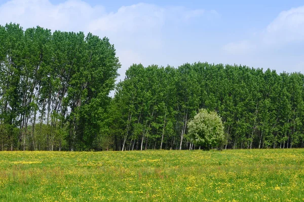 Meadow Trees Blue Sky Clouds — Stock Photo, Image