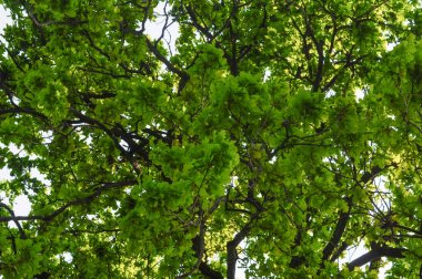 Meşe (Quercus robur) ağaç, yaprak detay