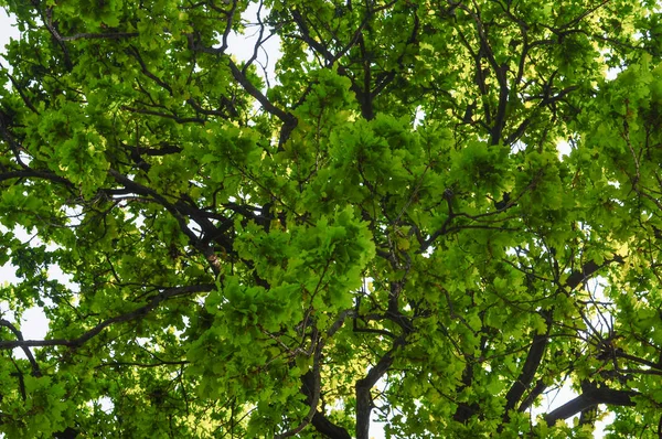 Roble Quercus Robur Árbol Detalle Las Hojas —  Fotos de Stock