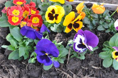 Mor ve sarı campanula'lar aka Primula vulgaris çiçek