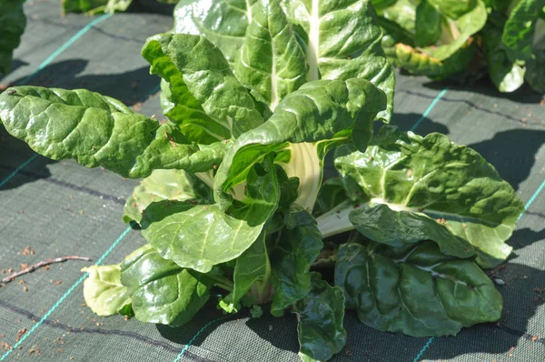 Silverbeet Aka Chard Grönsaker Vegetarisk Och Vegansk Mat — Stockfoto