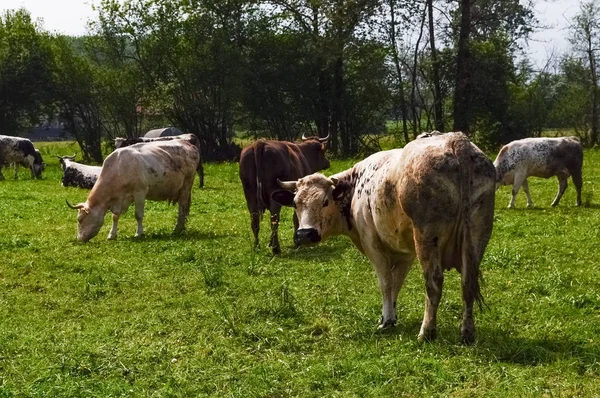 Bovini Addomesticati Della Sottofamiglia Bovinae Aka Mammifero Vaccino — Foto Stock