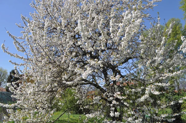 Cherry Aka Prunus Boom Bloem Bloei Bloesem — Stockfoto