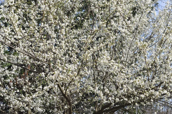 Beyaz Kiraz Çiçekleri Aka Prunus Ağaç — Stok fotoğraf