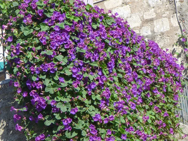 Många Violetta Blommor Utomhus Blomkruka — Stockfoto