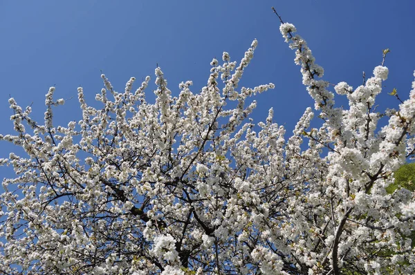 Cerezo Aka Flor Árbol Prunus Flor —  Fotos de Stock