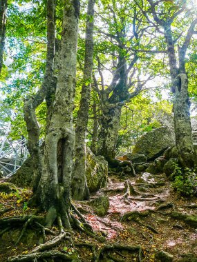 Yüksek dinamik aralık (Hdr) görünümü Monte Amiata tepeler ve ormanlar, Toskana, İtalya