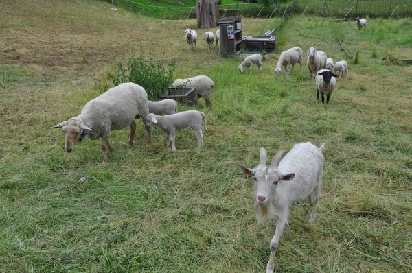Koyun Dört Ayaklı Ruminant Memeli Hayvan Bir Çayırda — Stok fotoğraf