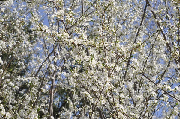 Białe Kwiaty Wiśni Aka Prunus Drzewa — Zdjęcie stockowe