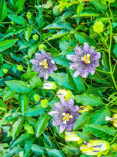 高动态范围 Hdr 遗址的温泉酒店意味着在 Fordongianus 意大利罗马浴场 — 图库照片