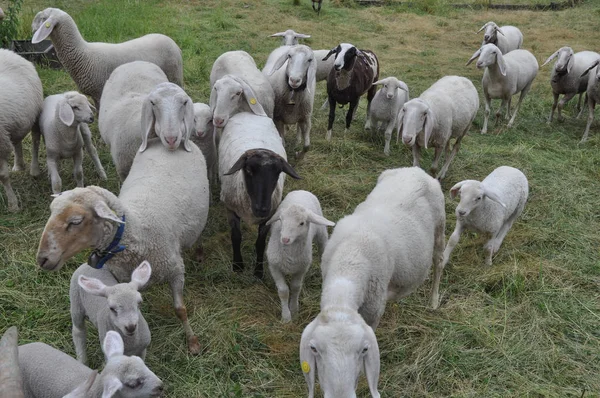 Ζώο Θηλαστικό Μηρυκαστικό Τετράποδος Πρόβατα Ένα Λιβάδι — Φωτογραφία Αρχείου
