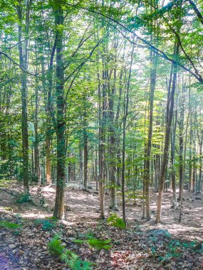 Yüksek dinamik aralık (Hdr) görünümü Monte Amiata tepeler ve ormanlar, Toskana, İtalya