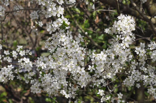 Vita Blommor Ett Körsbär Aka Prunus Träd — Stockfoto