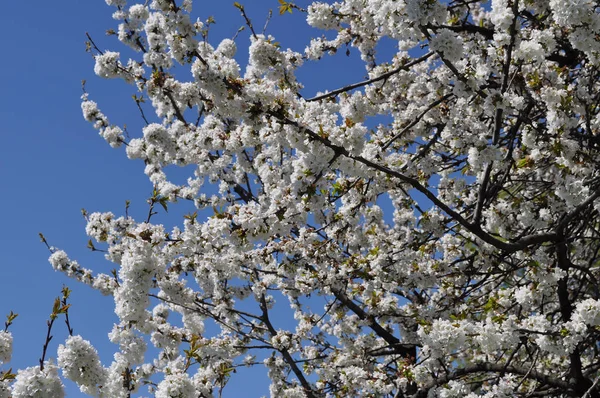 Κεράσι Γνωστός Και Prunus Δέντρο Άνθιση Άνθος Λουλούδι — Φωτογραφία Αρχείου