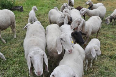 koyun dört ayaklı ruminant memeli hayvan bir çayırda