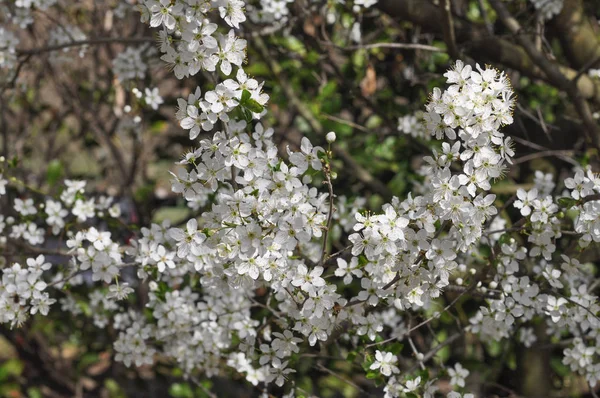 Vita Blommor Ett Körsbär Aka Prunus Träd — Stockfoto