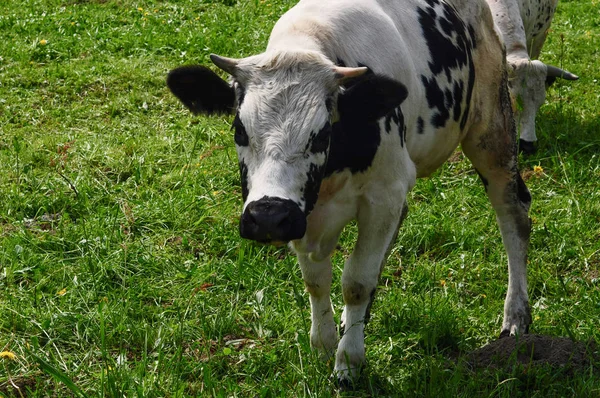 Cattle Domesticated Subfamily Bovinae Aka Cow Mammal Animal — Stock Photo, Image
