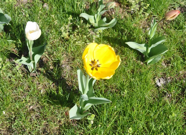 Tulipas Amarelas Tulipa Gesneriana Flor — Fotografia de Stock