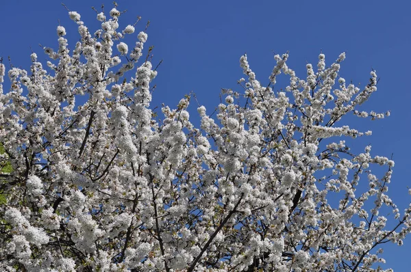 Cerise Aka Prunus Arbre Fleur Fleur Fleur — Photo