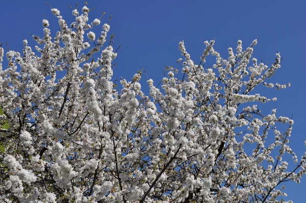 Κεράσι Γνωστός Και Prunus Δέντρο Άνθιση Άνθος Λουλούδι — Φωτογραφία Αρχείου