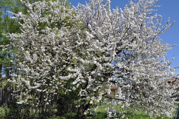 Κεράσι Γνωστός Και Prunus Δέντρο Άνθιση Άνθος Λουλούδι — Φωτογραφία Αρχείου