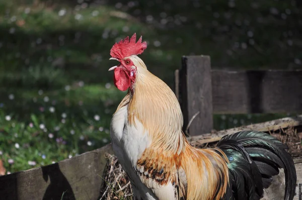 Gallo Aves Domésticas Aves Corral Animales Aire Libre — Foto de Stock