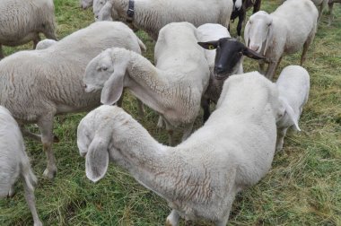 koyun dört ayaklı ruminant memeli hayvan bir çayırda