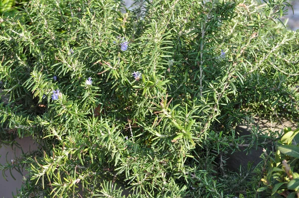 Rosemary Rosmarinus Officinalis Woody Perennial Herb Plant — Stock Photo, Image