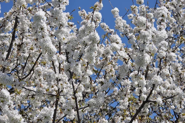 Cerise Aka Prunus Arbre Fleur Fleur Fleur — Photo