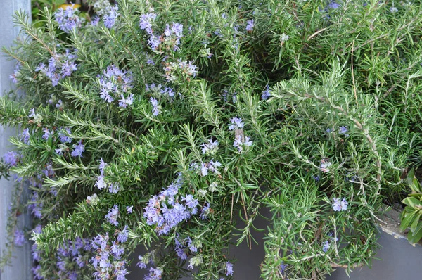 Rosemary Rosmarinus Officinalis Drzewiasta Wieloletnia Roślina Ziołowa — Zdjęcie stockowe