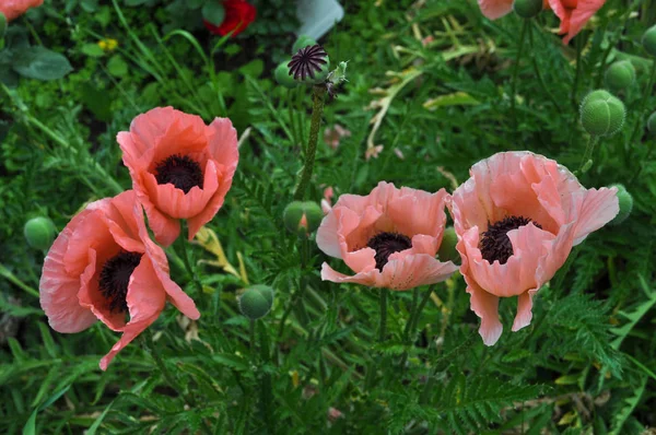 Papaver Rosa Papaveraceae Aka Poppy Flor Flor — Fotografia de Stock