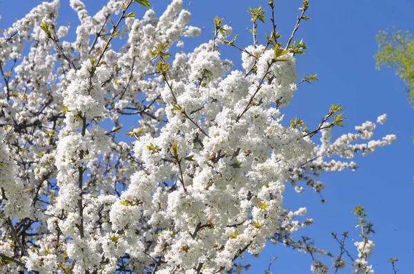 Cerise Aka Prunus Arbre Fleur Fleur Fleur — Photo