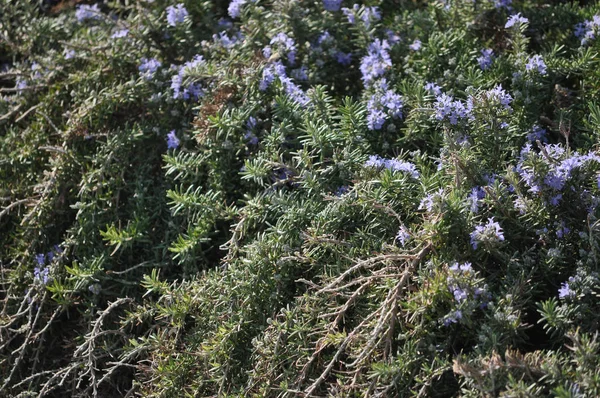 Romarin Rosmarinus Officinalis Plante Herbacée Vivace Ligneuse — Photo