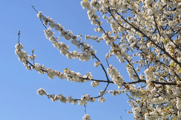 Κεράσι Γνωστός Και Prunus Δέντρο Άνθιση Άνθος Λουλούδι — Φωτογραφία Αρχείου