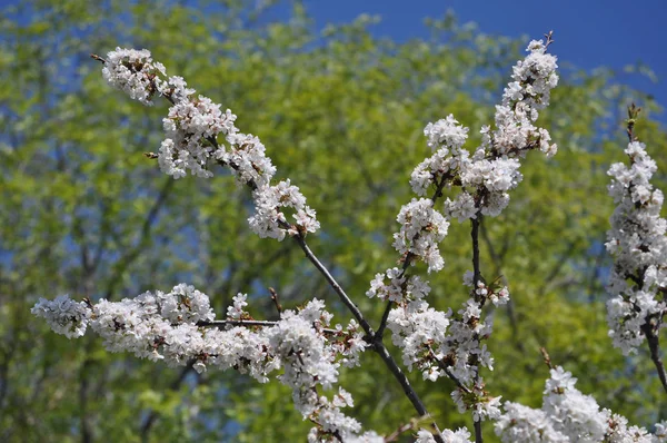 Cherry Aka Prunus Trädet Blomma Blomma Blomma — Stockfoto