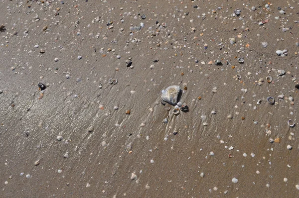 Κοχύλια Από Την Παραλία Ακτή Της Θάλασσας Στην Άμμο — Φωτογραφία Αρχείου