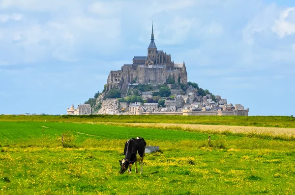 Hoog Dynamisch Bereik Hdr Koeien Voorkant Van Mont Saint Michel — Stockfoto