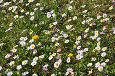 beyaz papatya (Bellis lerdeki) aka ortak papatya veya çim papatya veya İngilizce papatya çiçek