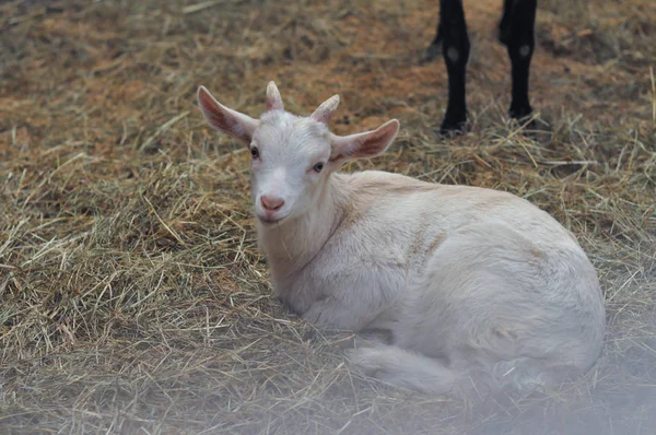 Chèvre Domestique Capra Aegagrus Hircus Mammifère — Photo