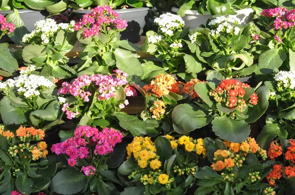 Rosa Gula Och Vita Kalanchoe Saxifragales Crassulaceae Kalanchoe Blomma — Stockfoto