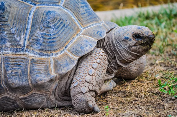 Wysoki Zakres Dynamiki Hdr Aldabra Żółw Olbrzymi Aldabrachelys Gigantea Reptile — Zdjęcie stockowe