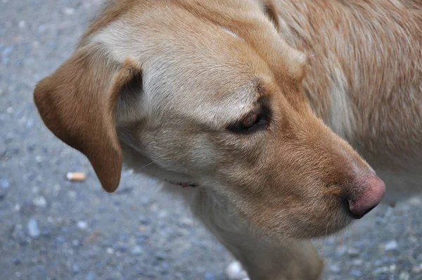 Labrador Retriever Dog Aka Simplemente Labrador Lab — Foto de Stock