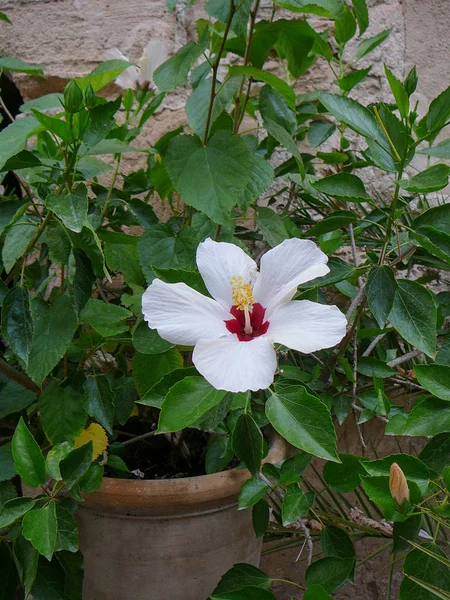 Planta Flor Branca Vaso Flores — Fotografia de Stock