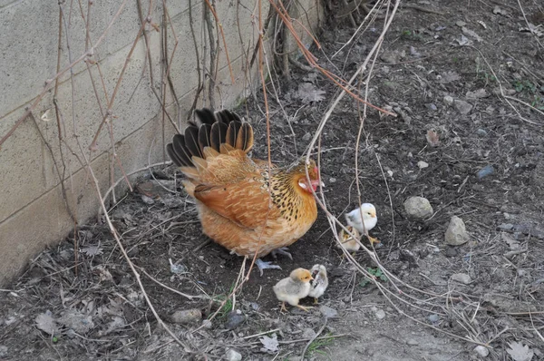 hen domestic fowl bird animal with young chickens