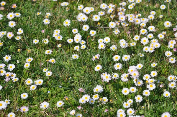 白色雏菊 Bellis Perennis 又名公共雏菊或草坪雏菊或英国雏菊花 — 图库照片