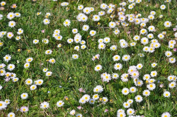 Beyaz Papatya Bellis Lerdeki Aka Ortak Papatya Veya Çim Papatya — Stok fotoğraf