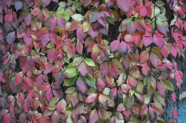 Зеленый Плющ Hedera Растение Стене — стоковое фото