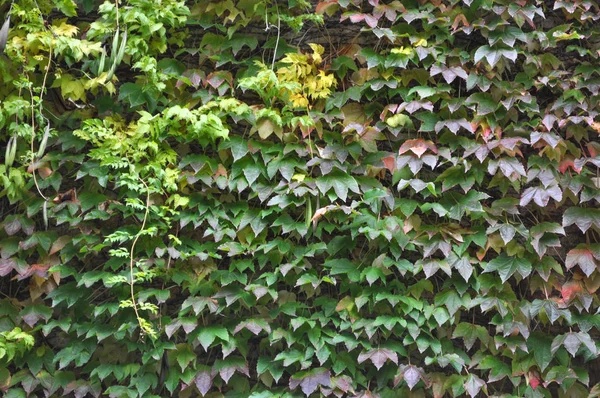 Rostlina Green Břečťan Hedera Zeď — Stock fotografie